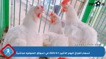 أسعار الفراخ اليوم الإثنين 1-9-2025 في أسواق المنوفية مباشرةً